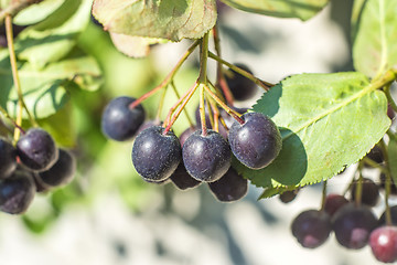 Image showing Black choke berry