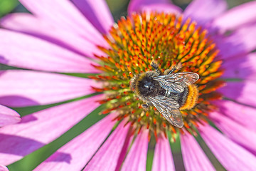 Image showing coneflower, Echinacea purpurea