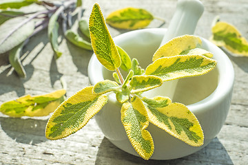 Image showing sage, Salvia officinalis