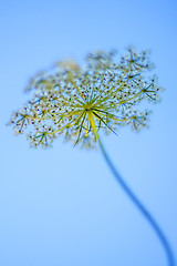 Image showing wild carrot bloom