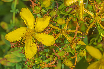 Image showing St. John's wort