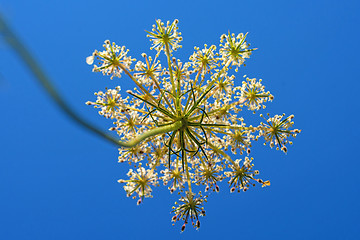 Image showing wild carrot bloom