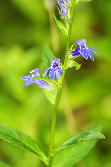 Image showing lobelia, medicinal plant of the American Indians