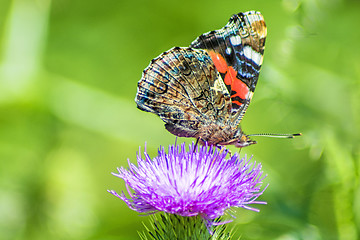 Image showing Red admiral, Vanessa atalanta