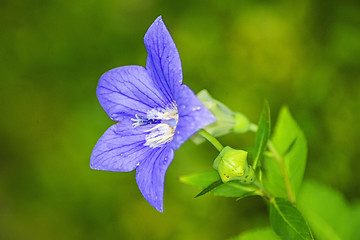 Image showing Platycodon grandiflorus, Chinese bellflower, medicine plant