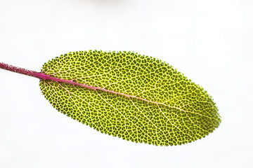 Image showing sage leaf