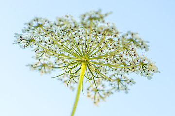 Image showing wild carrot bloom