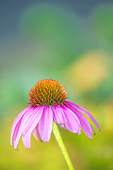 Image showing coneflower, Echinacea purpurea