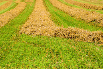 Image showing hay harvest