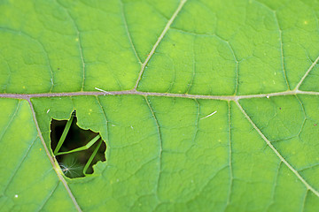 Image showing closeup of a burdock leaf 