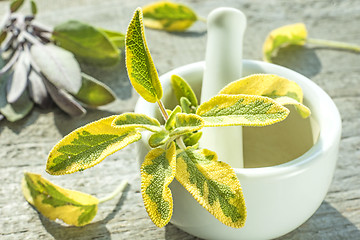 Image showing sage, Salvia officinalis