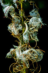 Image showing rosebay willow-herb, Epilobium angiustifolium