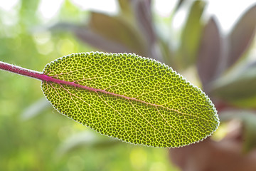 Image showing sage leaf