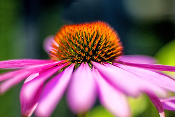 Image showing coneflower, Echinacea purpurea