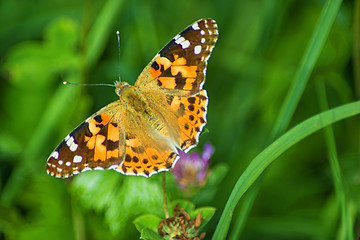 Image showing painted lady,  Cynthia cardui