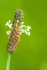 Image showing buck-horn plantain