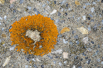 Image showing lichen on a stone