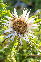 Image showing Carline thistle