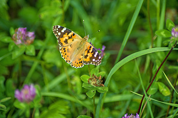 Image showing painted lady,  Cynthia cardui