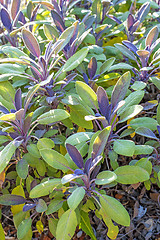 Image showing sage, Salvia officinalis