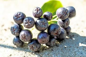 Image showing Black choke berry