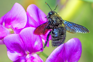 Image showing Carpenter bee, Xylocopa violocea, on vetch