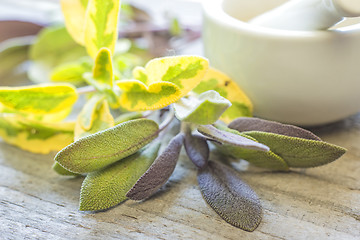 Image showing sage, Salvia officinalis