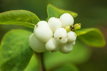 Image showing Snowberries