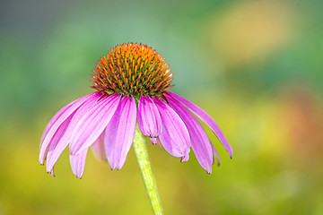 Image showing cone flower, Echinacea purpurea