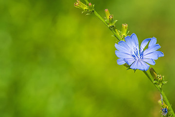 Image showing Medicinal plant chicory