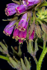 Image showing comfrey