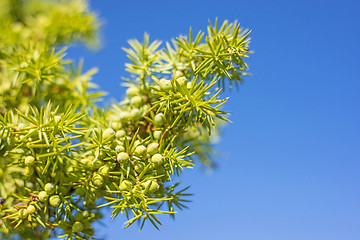 Image showing juniper berries