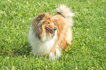 Image showing collie dog