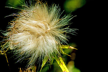 Image showing  woolly thistle, Cirsium eriophorum