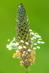 Image showing buck-horn plantain