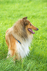 Image showing collie