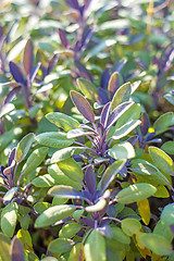 Image showing sage, Salvia officinalis