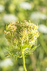 Image showing wild carrot bloom