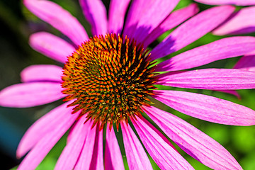 Image showing coneflower, Echinacea purpurea