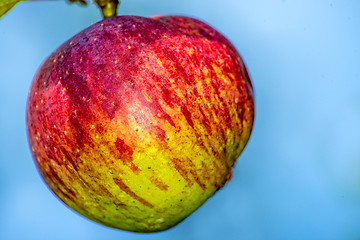 Image showing apple at a tree