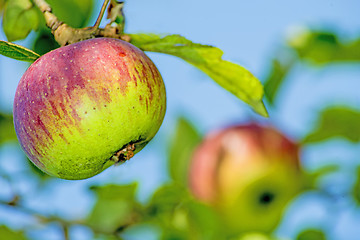 Image showing apple at a tree