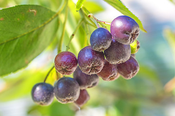 Image showing Black choke berry