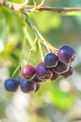 Image showing Black choke berry