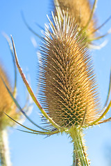 Image showing blooming teasel 