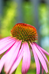 Image showing coneflower, Echinacea purpurea