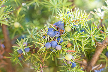 Image showing juniper berries