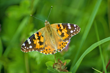 Image showing painted lady,  Cynthia cardui