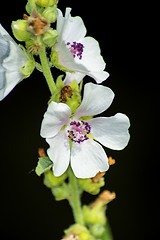 Image showing Medicinal plant marsh mallow