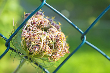 Image showing wild carrot