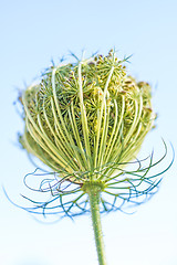 Image showing wild carrot bloom